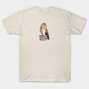 Short-eared Owl T-Shirt